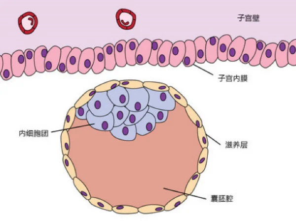 囊胚等级科普（转自百度）,国内代怀生殖中心_专业有偿私人试管代怀机构