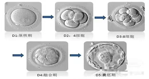 一个卵泡代表一个胚胎吗？